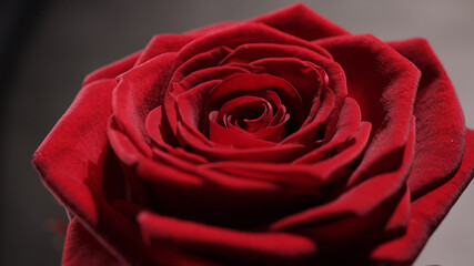 Beautiful red roses in close-up view - studio photography