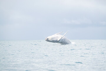 Naklejka premium whale jumping in costa rica 