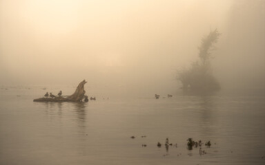 fog on the river