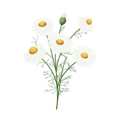 Rumianek. Kompozycja botaniczna złożona z kwiatów, pąków i liści rumianku na białym tle.