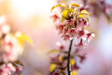 Sakura flowers blooming blossom in Chiang Mai, Thailand