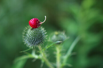 Fresh wild strawberry on the barbs of green thistle. Summer close up. Red sweet berry is served on the forest plant. Still life with food.	