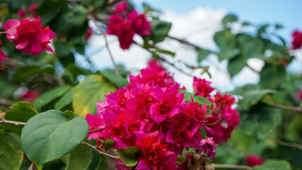 pink flowers in the garden