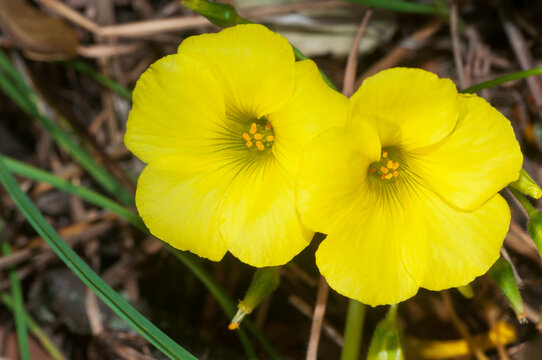 Dos bonitas flores de color amarillo de la especie Oxalis pes-caprae, nativa de Sud&aacute;frica y considerada una hierba invasora en otros lugares del mundo.