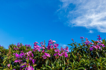 Quaresmeira florida sob o céu azul com nuvem branca.