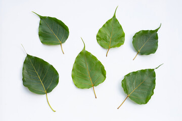 Green bodhi leaves on white
