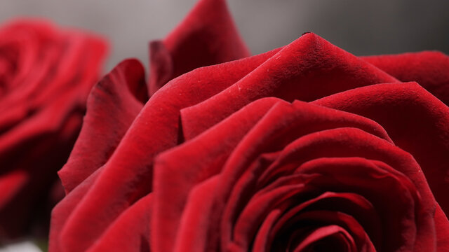 Beautiful red roses in close-up view - studio photography
