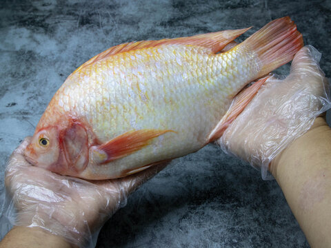 Red Tilapia fish, man's hands put plastic gloves on a black stone floor.