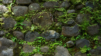 green moss on stone