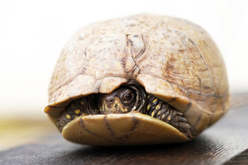 Adorable little three toed box turtle, isolated, outside in the sun against a white background in...