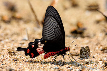 Beautiful the Adamson's Rose butterfly is sucking food from wet ground