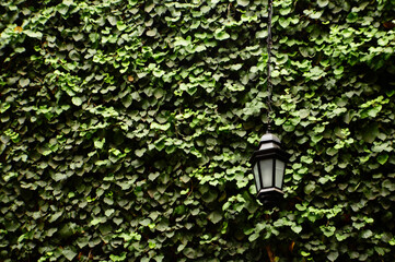 candle in a green leaves natural background