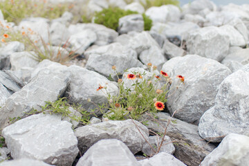 Large gray stones among which grass and flowers grow