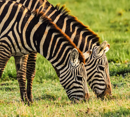 Two zebras grazing during the golden hour.  Amboseli National Park, Kenya.  Closeup.