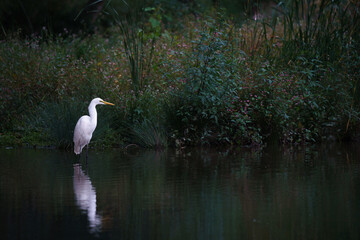 水辺に佇む白鷺