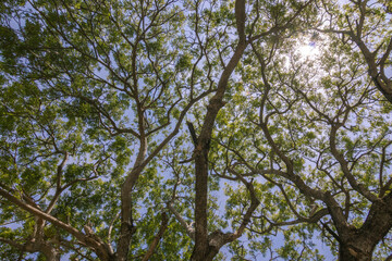 Obraz premium Green Trees Background