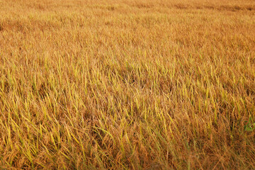 rice paddy in a sunny day ready for harvest
