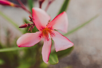 close-up of pink oleander plant outdoor in sunny backyard