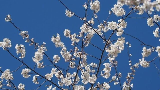 Yoshino cherry blossoms