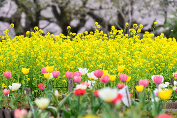 Obraz premium 桜と菜の花とチューリップ