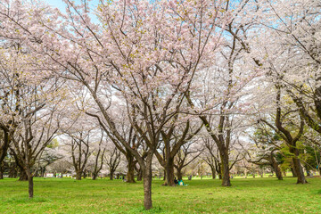 公園に咲く日本の桜