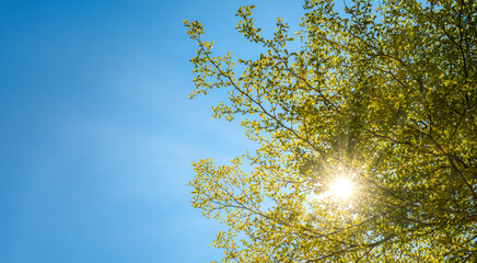 sun shining through the green leaves on clear blue sky with ray of light in the forest, beautiful nature