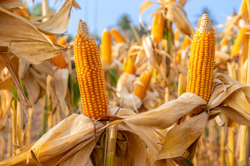 yellow ripe corn on stalks for harvest in agricultural cultivated field in the day