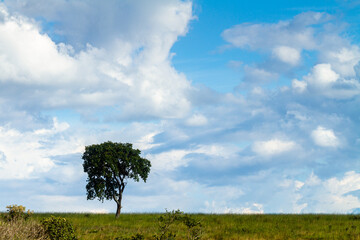 Fototapeta na wymiar tree in green field with blue sky and clouds