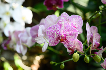 Beautiful pink phalaenopsis orchid blossom in garden, Spring season - obrazy, fototapety, plakaty