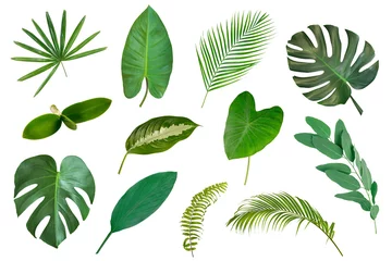 Fototapete Tropische Blätter Satz tropische Blätter lokalisiert auf weißem Hintergrund.