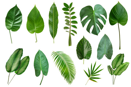 Set of  Tropical leaves isolated on white background.