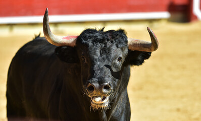 toro bravo español con grandes cuernos en un espectaculo de toreo