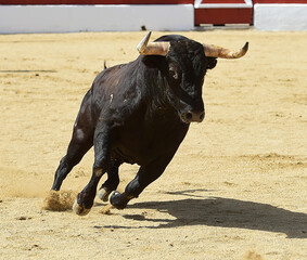 toro bravo espa&ntilde;ol con grandes cuernos en un espectaculo de toreo