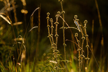 Fototapeta premium dry bush at sunset in backlight