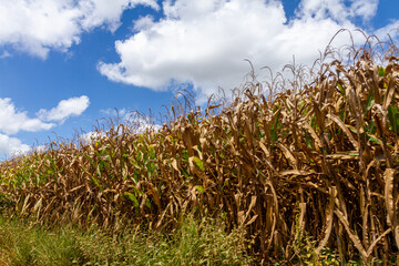 cornfield with blue sky and white clouds