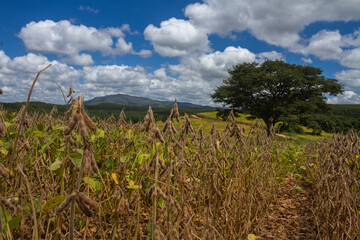 Obraz premium soy plantation with blue sky and white clouds