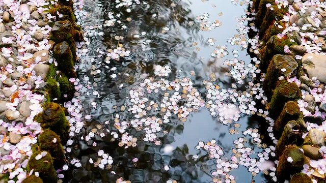 Falling yoshino sakai cherry flowers petals in breeze like raining over stream, beautiful landscape, super slow motion footage, b roll shot.