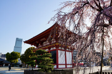 桜のあべのハルカスと慶沢園