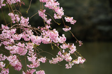 【季節の花】桜の開花・満開【早春】
