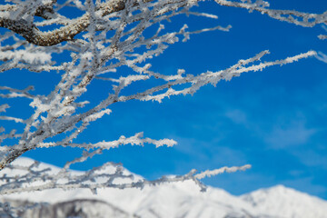 snow covered branches