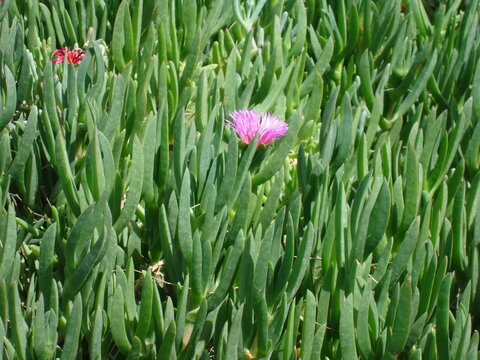 plantas de suculentas floreando 5