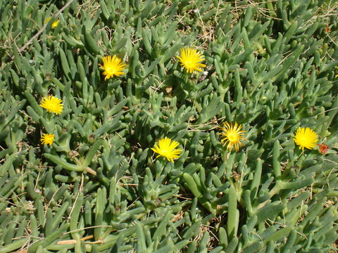 Plantas de suculentas floreando