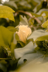 Fototapeta na wymiar As flores amarelas representam a vitalidade e a força do amor,
