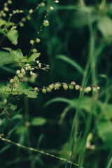 folhas verdes em um dia de chuva