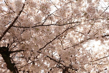 Cherry blossom flowers are blooming at flowers garden park in Japan. March and April in Spring. 