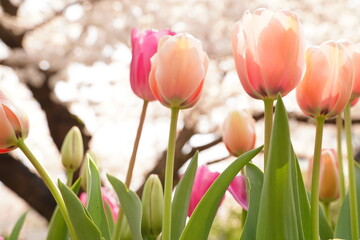 Pink tulip flowers and cherry blossoms are blooming at flowers garden park in Japan. March and April in Spring.