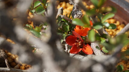 Maule's quince ( chaenomeles japonica ) flower