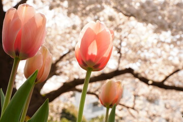 Pink tulip flowers and cherry blossoms are blooming at flowers garden park in Japan. March and...