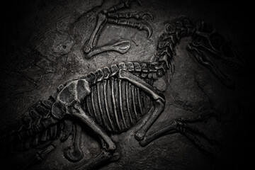 Fototapeta premium top view central part of dinosaur skeleton fossil with details