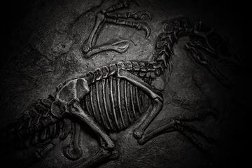 Foto op Canvas top view central part of dinosaur skeleton fossil with details © Freer